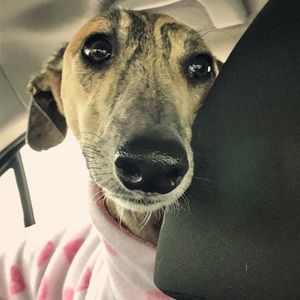 Meet your Posher, Cris